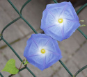 Prunkwinde 'Heavenly Blue'