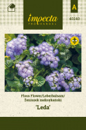 Leberbalsam 'Leda'