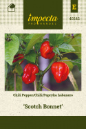 Chili 'Scotch Bonnet'