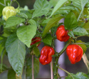 Chili 'Scotch Bonnet'