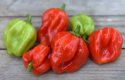 Chili 'Scotch Bonnet'