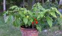 Chili 'Scotch Bonnet'