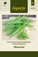 Buschbohne 'Mascotte'