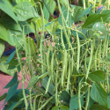 Buschbohne 'Mascotte'