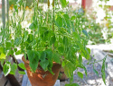 Buschbohne 'Mascotte'