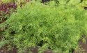 Blattdill 'Thalia'