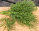 Blattdill 'Thalia'