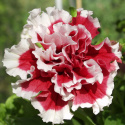 Großblumige Petunie 'Pirouette Soft Red & White'