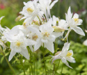Akelei F1 'Earlybird White'
