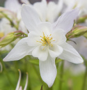 Akelei F1 'Earlybird White'