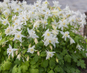 Akelei F1 'Earlybird White'