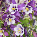 Akelei F1 'Earlybird Purple White'