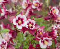 Akelei F1 'Earlybird Red White'