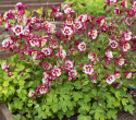 Akelei F1 'Earlybird Red White'