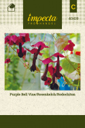 Glockenwinde/Rosenkelch