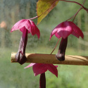 Glockenwinde/Rosenkelch