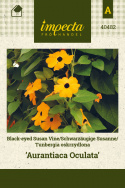 Schwarzäugige Susanne 'Aurantiaca Oculata'
