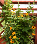 Schwarzäugige Susanne 'Aurantiaca Oculata'