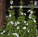 Schwarzäugige Susanne 'Alba Oculata'