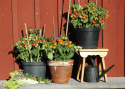 Kirschtomate ‘Vilma’