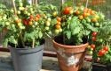 Kirschtomate ‘Vilma’