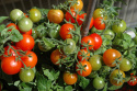 Kirschtomate ‘Vilma’