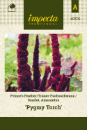 Amarant Fuchsschwanz 'Pygmy Torch'