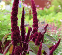 Amarant Fuchsschwanz 'Pygmy Torch'