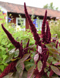 Amarant Fuchsschwanz 'Pygmy Torch'