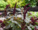 Amarant Fuchsschwanz 'Pygmy Torch'