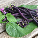 Stangenbohne 'Matilda'
