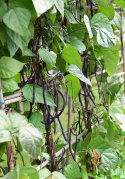 Stangenbohne 'Matilda'