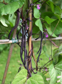 Stangenbohne 'Matilda'