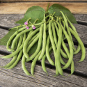 Borlotti Bohne 'Tintoretto'