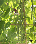 Borlotti Bohne 'Tintoretto'