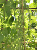 Borlotti Bohne 'Tintoretto'