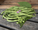 Borlotti Bohne 'Tintoretto'