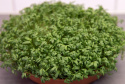 Gartenkresse 'Cresso'