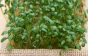 Großblättrige Kresse 'Broadleaved'