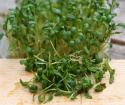 Großblättrige Kresse 'Broadleaved'