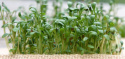 Großblättrige Kresse 'Broadleaved'