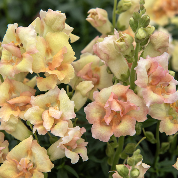 Löwenmäulchen 'DoubleShot Peach'