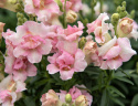 Löwenmäulchen F1 'DoubleShot Appleblossom'