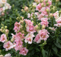 Löwenmäulchen F1 'DoubleShot Appleblossom'