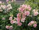 Löwenmäulchen F1 'DoubleShot Appleblossom'