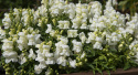 Löwenmäulchen F1 'Snappy White'