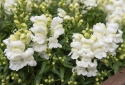 Löwenmäulchen F1 'Snappy White'