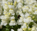 Löwenmäulchen F1 'Snappy White'