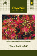 Buntnessel 'Colocha Scarlet'