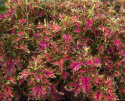 Buntnessel 'Colocha Scarlet'
